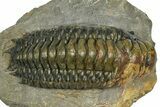 Large Crotalocephalina Trilobite - Atchana, Morocco #372405-2
